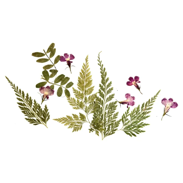 Depot Melange De Fleurs Et De Feuilles Sechees, Presse^ Décoration Cadeau