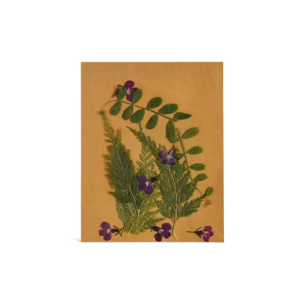 Depot Melange De Fleurs Et De Feuilles Sechees, Presse^ Décoration Cadeau