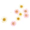 Depot Melange De Fleurs Sechees De Marguerite, Presse^ Décoration Cadeau