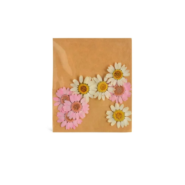 Depot Melange De Fleurs Sechees De Marguerite, Presse^ Décoration Cadeau
