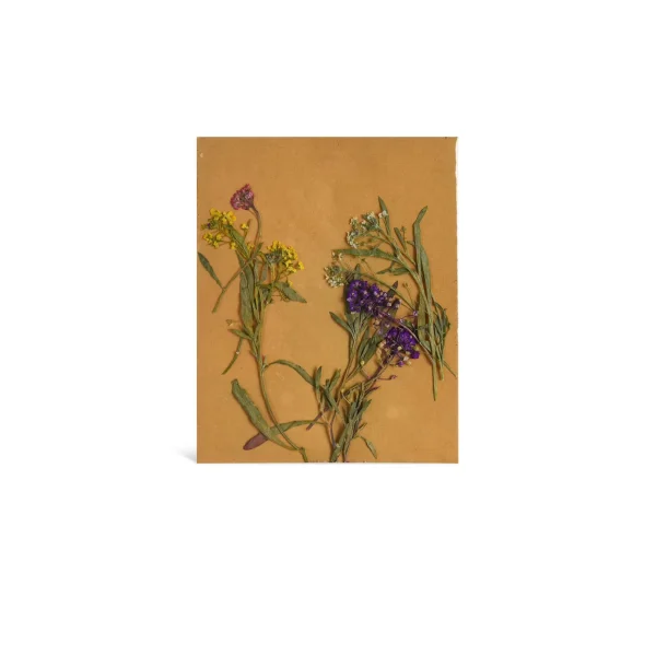 Depot Melange De Fleurs Sechees Et De Fleurs A Tige, Presse^ Décoration Cadeau