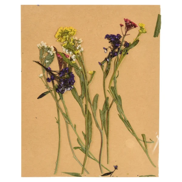 Depot Melange De Fleurs Sechees Et De Fleurs A Tige, Presse^ Décoration Cadeau