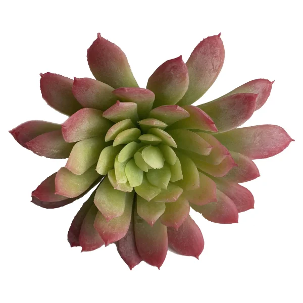 Depot Pic A Fleurs Artificiel Succulente