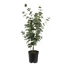 Depot Plante Artificielle D'Eucalyptus Dans Un Pot^ Arbres Artificiels
