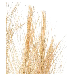Depot Stielblume Pampas Glam Ca. 110^ Fleurs