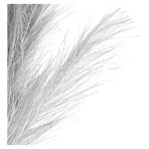 Depot Stielblume Pampas Glam Ca. 110^ Fleurs