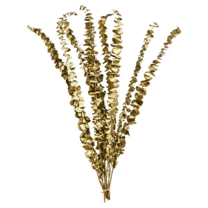 Depot Trockenblume Eukalyptus Ca.55C^ Décoration De La Couronne De L'Avent