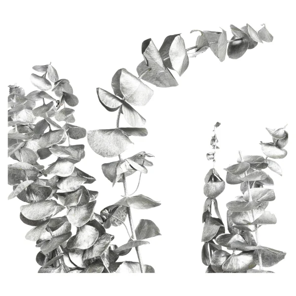 Depot Trockenblume Eukalyptus Ca.55C^ Décoration De La Couronne De L'Avent