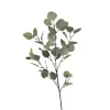 Depot Zweig Eukalyptus Ca.73Cm
