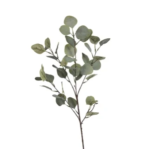 Depot Zweig Eukalyptus Ca.73Cm