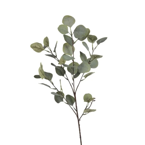 Depot Zweig Eukalyptus Ca.73Cm