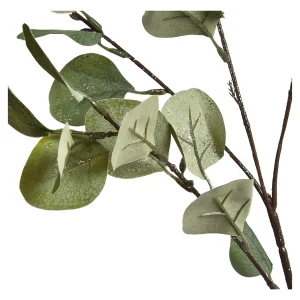 Depot Zweig Eukalyptus Ca.73Cm^ Fleurs